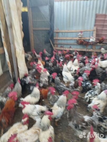 Петухи, Куры, Утки, Гуси, Индоутки, Голуби