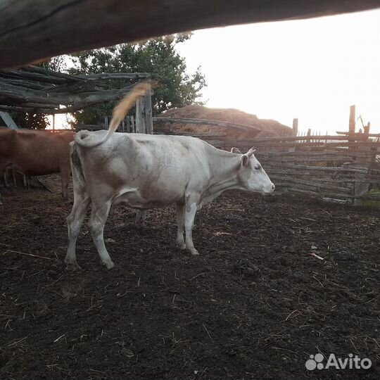Две коровы две тёлочки два бычка