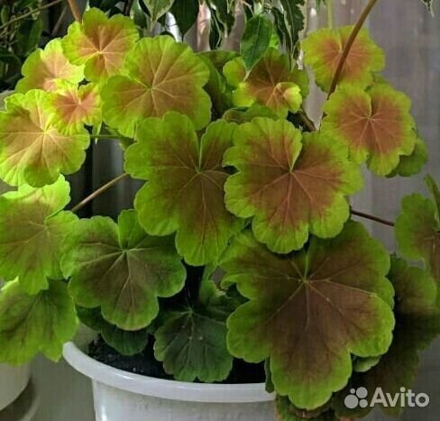 Пеларгония герань