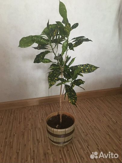 Комнатные растения