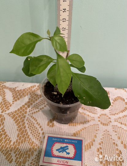 Бугенвиллея