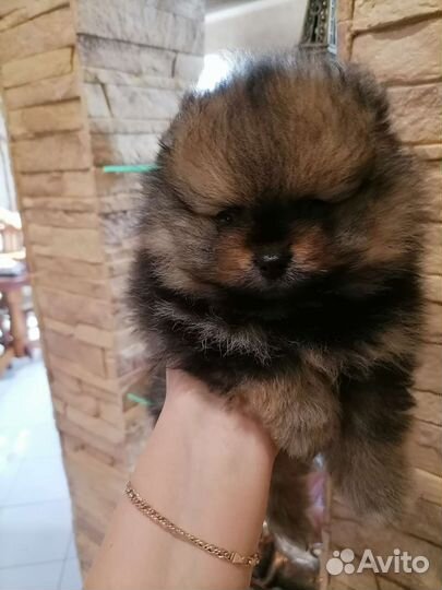 Померанский шпиц