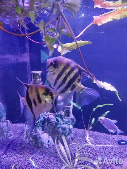 Аквариумные рыбки