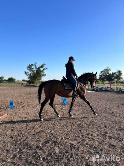 Кобыла для души