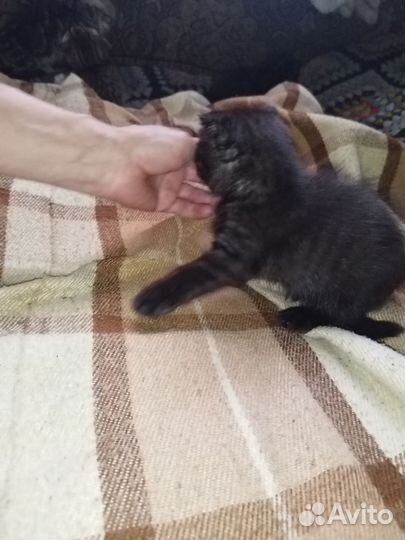 Вислоухие Шотландские котята