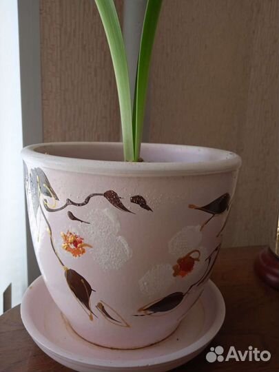 Керамические горшки для цветов бу