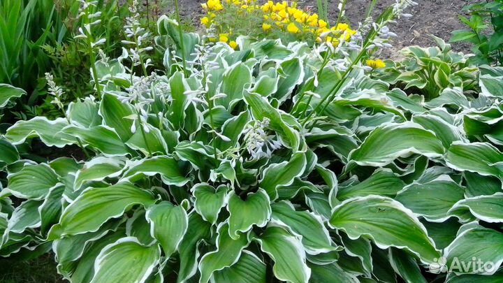 Саженцы хосты