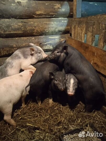 Вьетнамский хряк