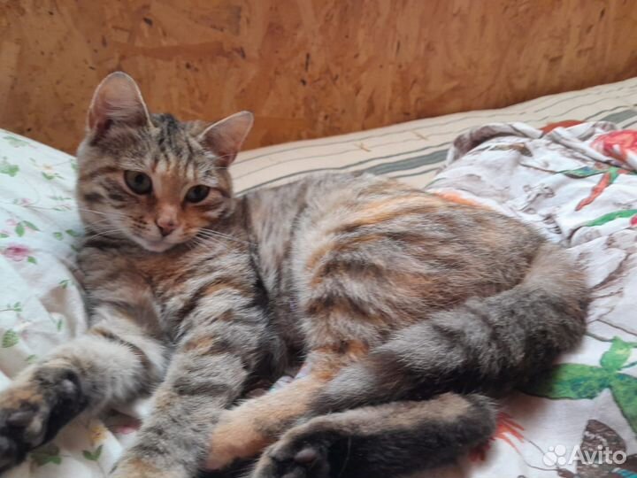 Кошка в дар