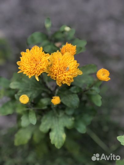 Хризантема кустовая