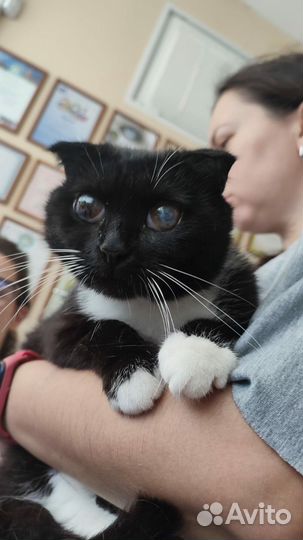 Кроткая и нежная вислоушка с космическими глазами