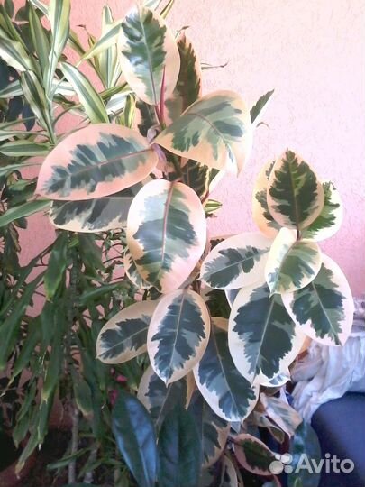 Комнатные растения вечнозеленые для зимнего сада