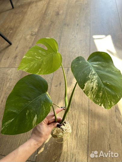 Монстера альба