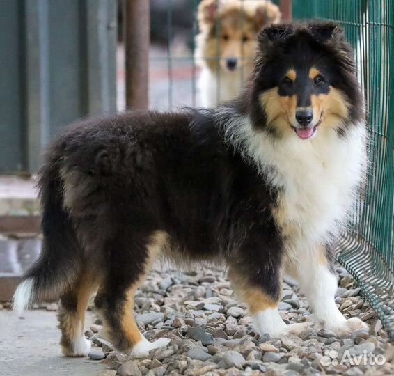 Колли