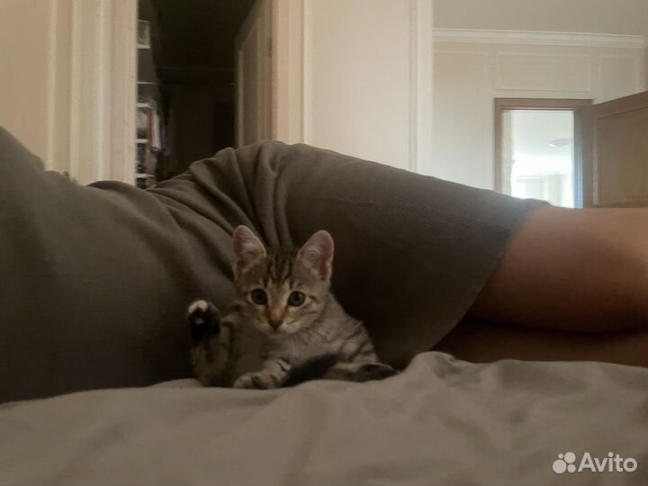 Котенок в дар