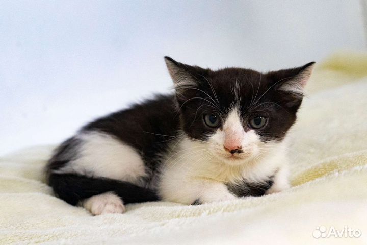 Кошки в добрые руки бесплатно