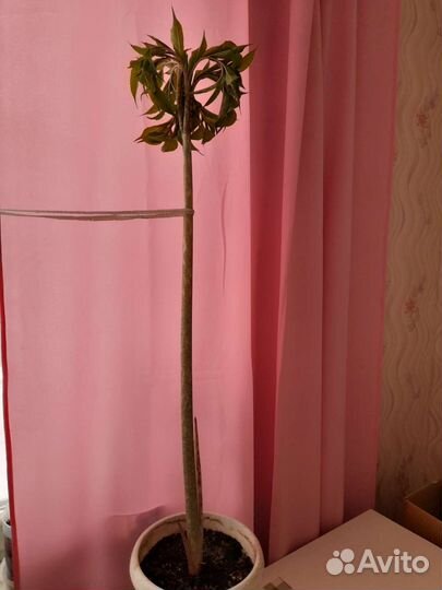 Аморфофаллус коньяк растение