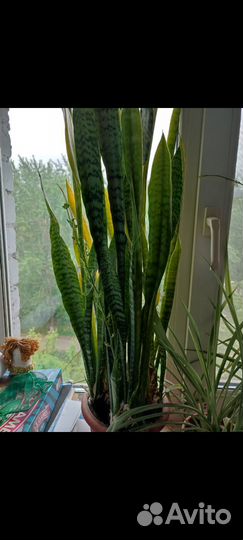 Комнатные цветы сансенвирия