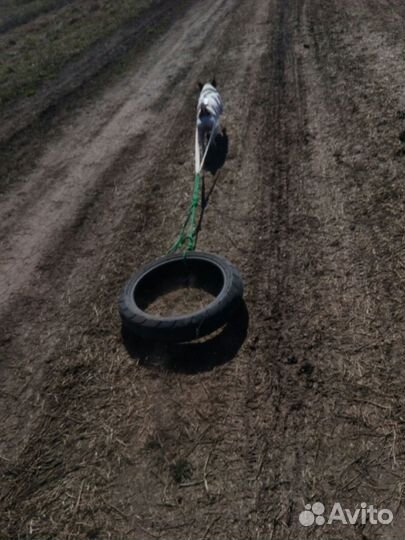 Шлейка для вейтпуллинга