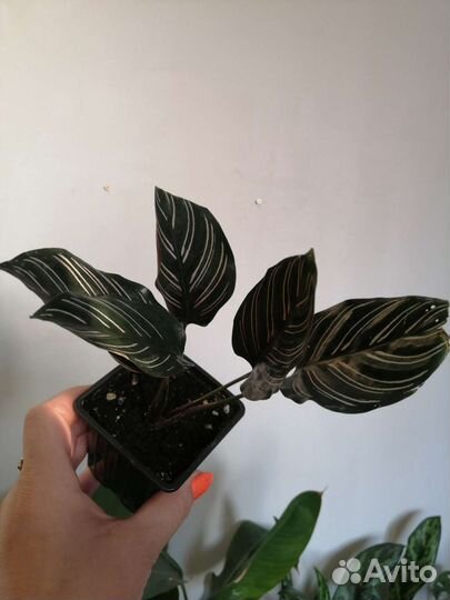 Калатея сандериана