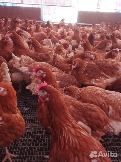 Куры несушки