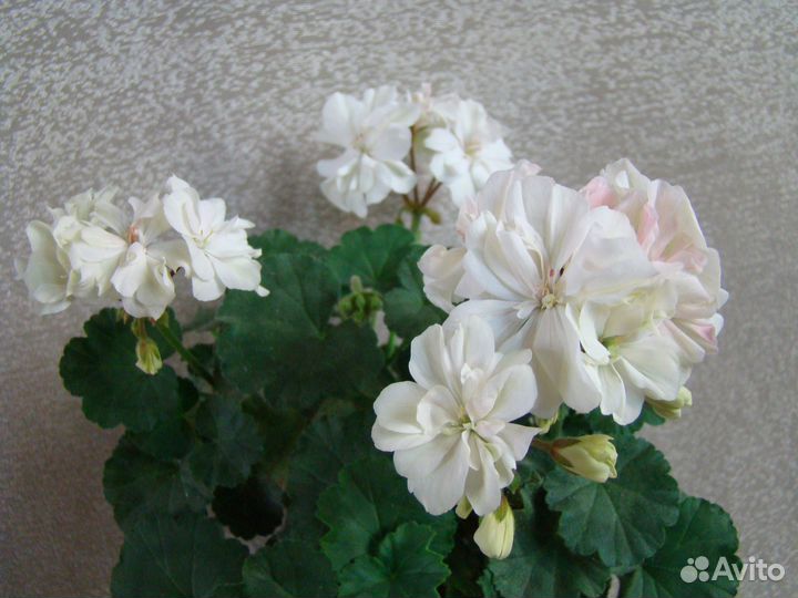 Зональные и душистые пеларгонии