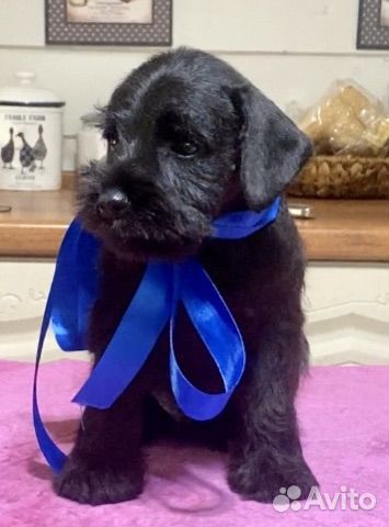 Цвергшнауцер щенки