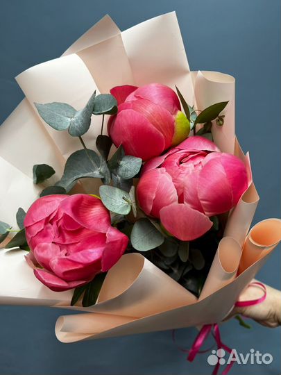 Пион пионы Голландия