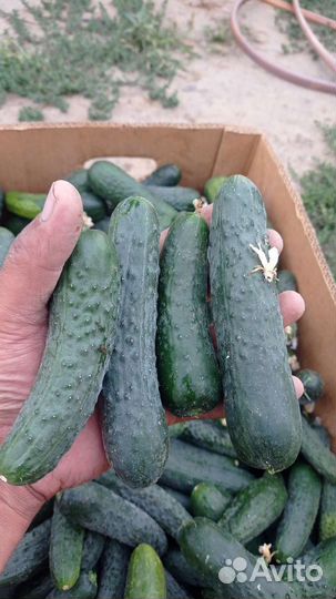 Огурцы свежие домашние