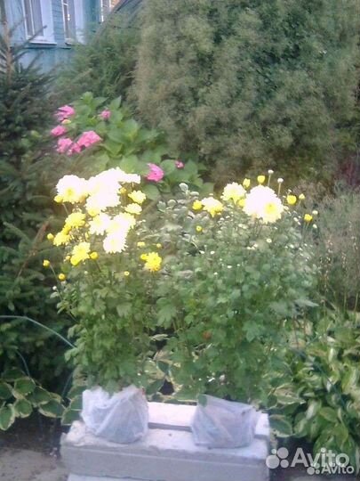 Хризантема садовая жёлтая