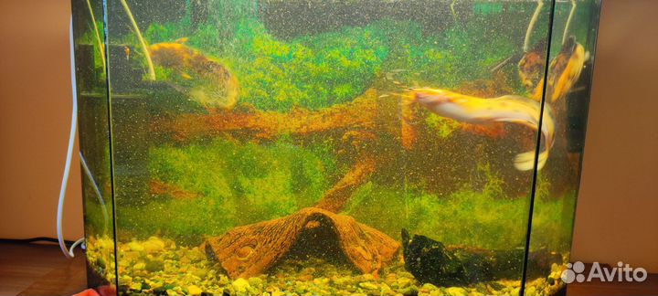 Сомы клариусы в офис, приёмную, интерьер