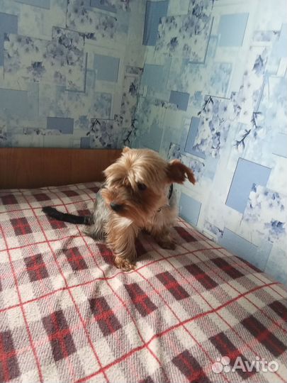 Вязка Йоркширского терьера