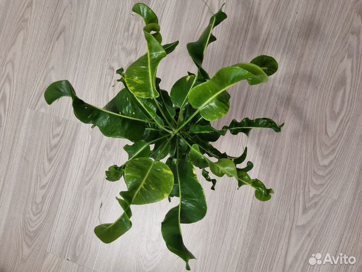 Кодиум кротон Ai Ya Rate