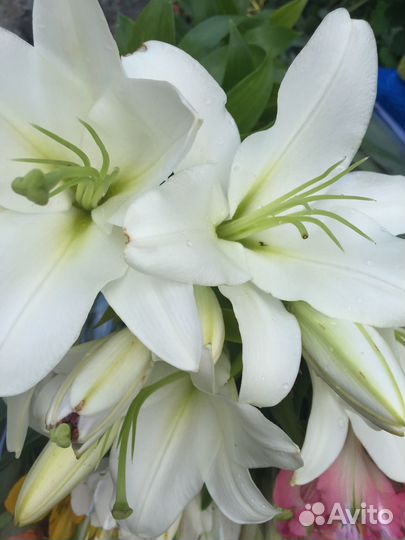 Лилия цветы букеты