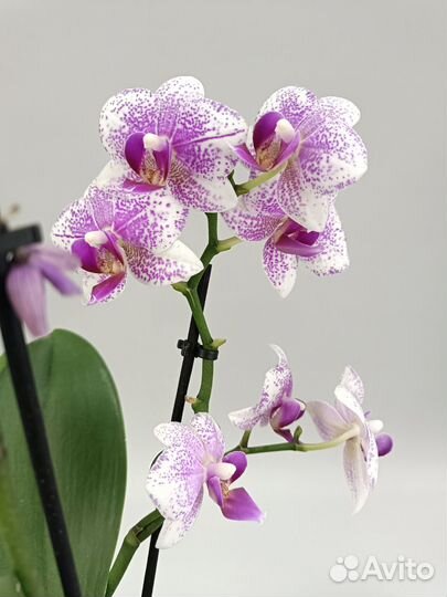 Орхидея Фаленопсис Rotterdam Роттердам