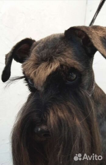 Груминг собак и кошек