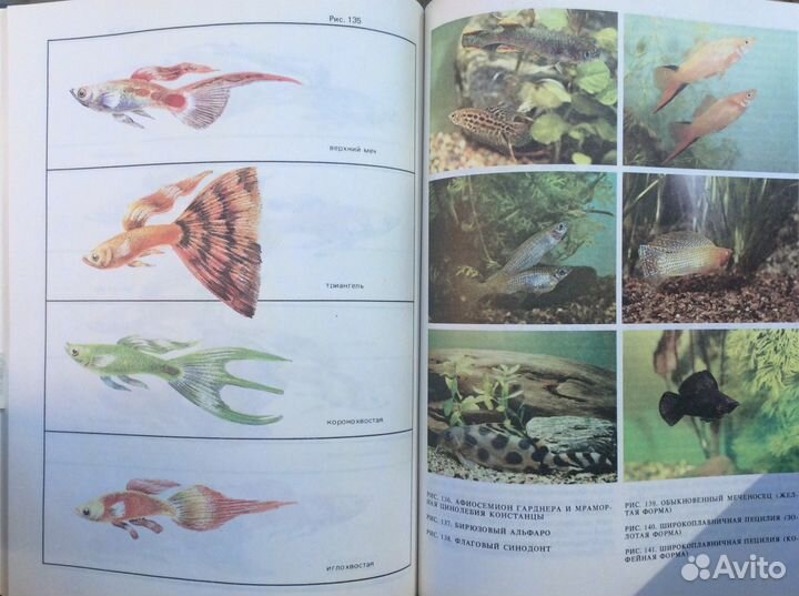 Книга об аквариумных рыбках