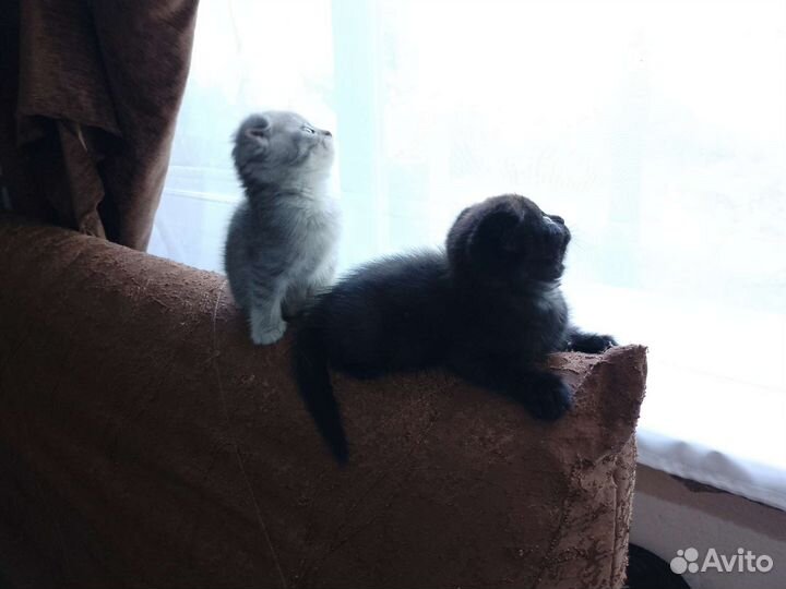 Шотландская вислоухая шиншилла