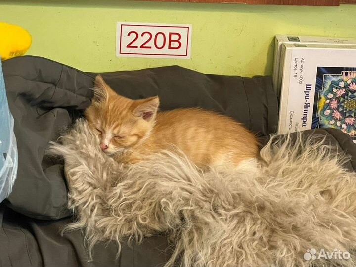 Котёнок мальчик в добрые руки