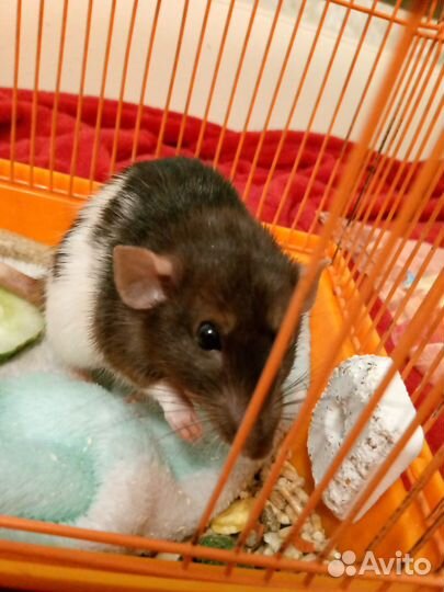 Крыса дамбо