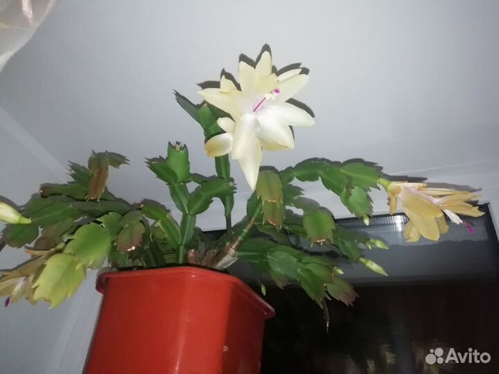 Декабрист шлюмбергера желтый