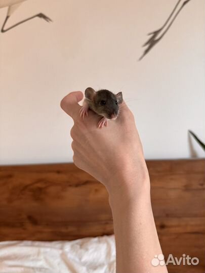 Крысята дамбо