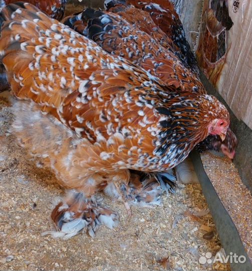 Брама Парцелян ия