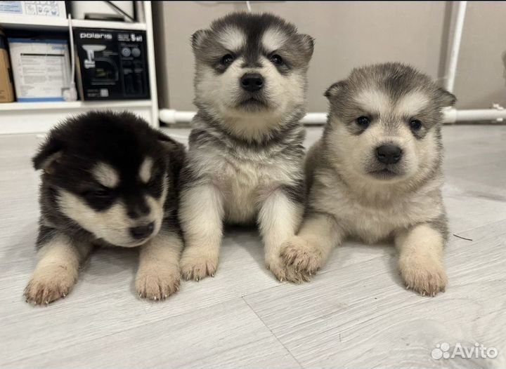 Аляскинский маламут щенки