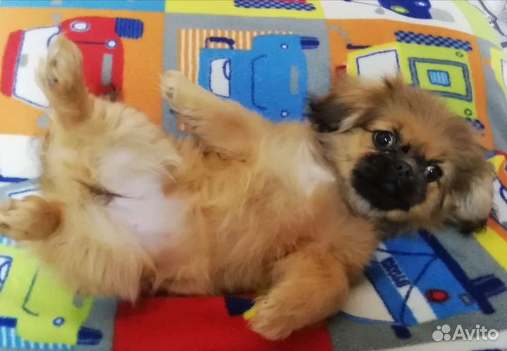 Щенки пекинеса