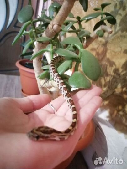 Передержка животных