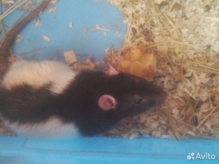 Крыса дамбо