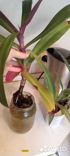 Традесканция рео