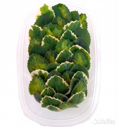 Колумбийский орегано /Плектрантус