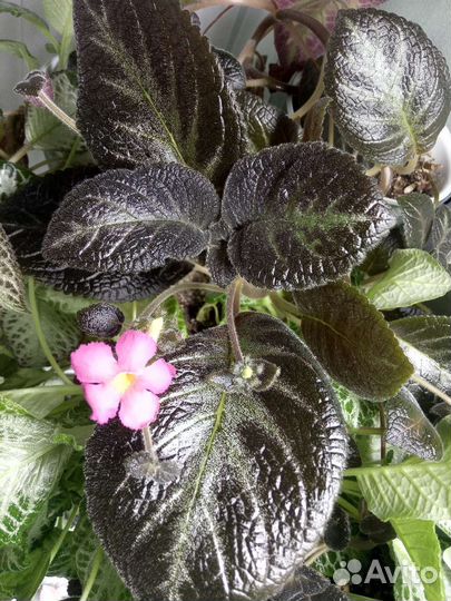 Эписции 10 сортов. Хирита